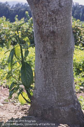 Green shoots sprouting from the base of and avocado tree burned by wildland fire. 