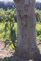 Cracked, discolored bark