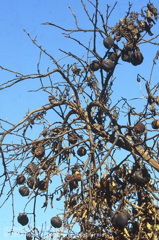 Blackened, defoliated branches and lemon fruit burned by fire.  