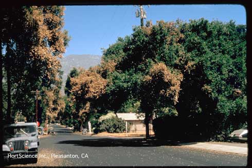 Brown, dead leaves on trees with thermal injury from heat released during asphalt (blacktop) paving of a residential street. Only the portions of tree canopies nearest and above the heat source were damaged.