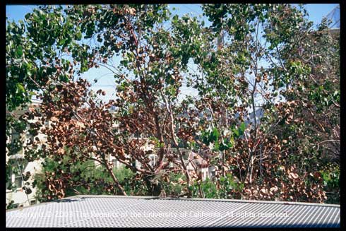 Brown, dead leaves on trees with thermal injury from heat released by a large vent located under and next to the canopies. Portions of the canopies closest to the vent were more severely damaged.