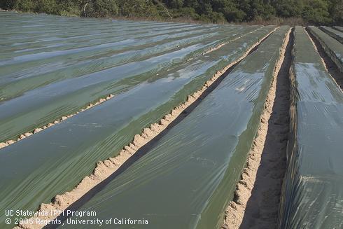 Covering strawberry beds with virtually impermeable film (VIF) before drip fumigation will provide additional weed control during the season.