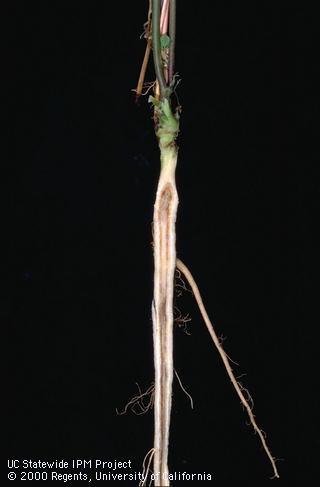 Root damaged by Fusarium wilt.