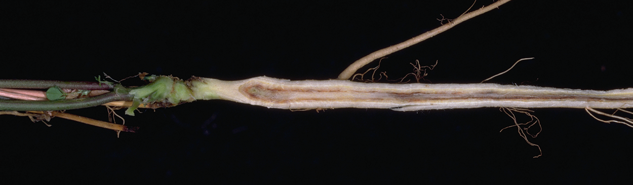 Cross section of a root infected with Fusarium wilt shows a brown discoloration in the center.