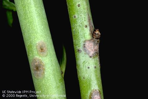 Blackish and gray lesions of scab, <i>Cladosporium carpophilum</i> =<i>Fusicladium carpophilum</i>, on young shoots of an almond.