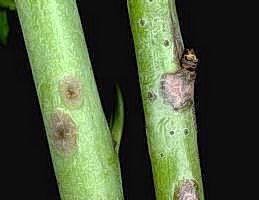 Scab overwinters in bark lesions on young shoots.