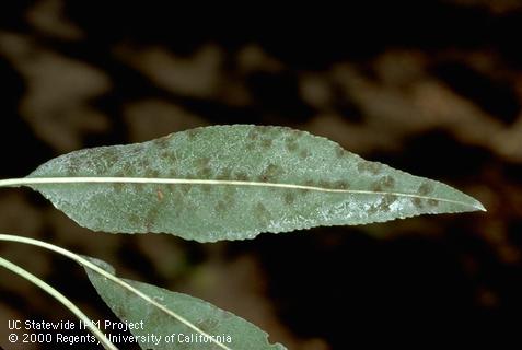 Old leaves of scab, <i>Cladosporium carpophilum</i> =<i>Fusicladium carpophilum</i>, on an almond leaf that have become covered with the fungal spores that appear dark and greasy or oily looking.