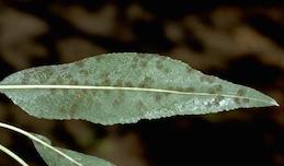 Older scab lesions on leaves develop dark spores that have a greasy or oily appearance.