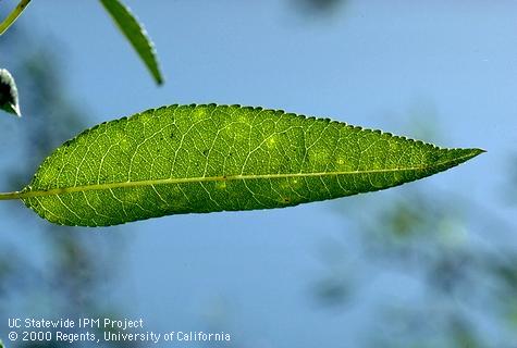 On leaves scab, <i>Cladosporium carpophilum</i> =<i>Fusicladium carpophilum</i>, first appears as yellowish blotches or water-soaked spots.