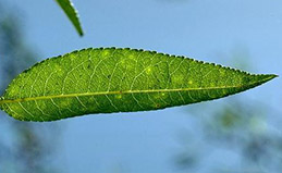 Scab on leaves first appears as small, yellowish blotches or water-soaked spots.