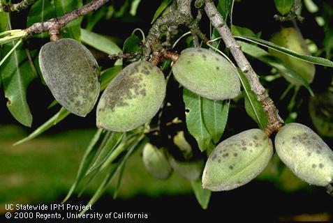 Dark grayish black blotches on the almond hulls due to scab, <i>Cladosporium carpophilum</i> =<i>Fusicladium carpophilum</i>. The lesions start as small spots (photo right) and when abundant merge into large, dark, blotches (left).