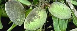 Hulls of almond with abundant dark lesions that have merged to form large blotches.