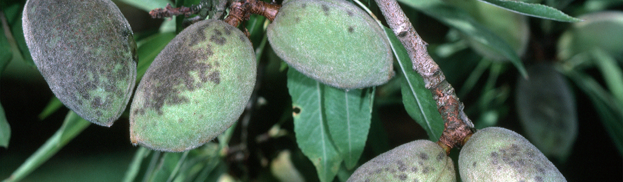 Scab lesions on fruit. 