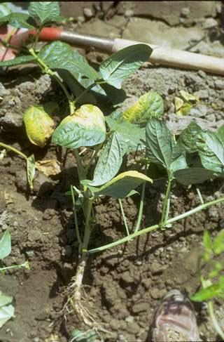 Foliage symptoms of Fusarium wilt.