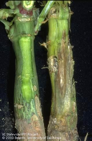 Stem damaged by fusarium wilt.