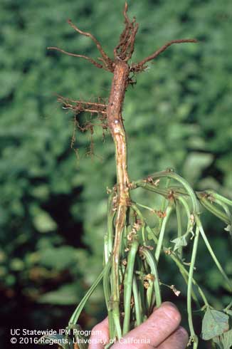 Vascular discoloration of bean stems caused by the Fusarium wilt pathogen, <i>Fusarium oxysporum</i> f. sp. <i>tracheiphilum.</i>.