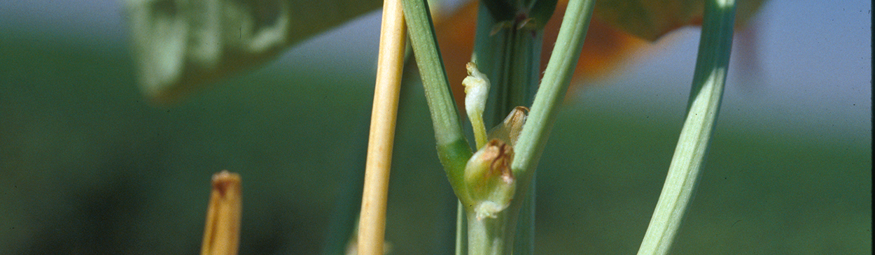 An aborted blackeye bean bud is a sign of cut-out, caused by water stress, Thielaviopsis basicola, or Fusarium solani.