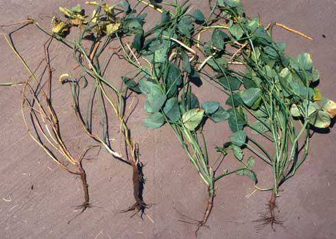 Plants on the left are damaged by Fusarium wilt caused by <I>Fusarium oxysporum</I> f. sp. <I>tracheiphilum</I> and those on the right are healthy.