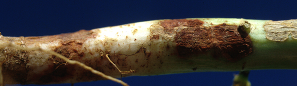 Root rot probably caused by Fusarium solani or Thielaviopsis sp.