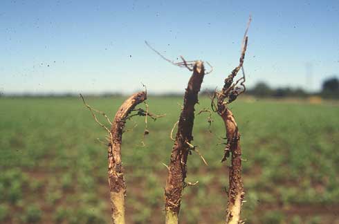 Dry bean roots with reddish lesions caused by ia Fusarium root rot (<I>Fusarium solani</I>) infection.