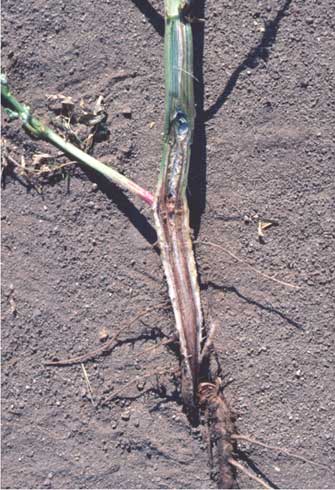 The vascular discoloration just above the soil line in this cowpea stem is characteristic of Fusarium wilt, caused by <i>Fusarium oxysporum</i> f. sp. <i>tracheiphilum.</i>.