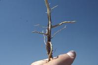 Fusarium yellows or wilt