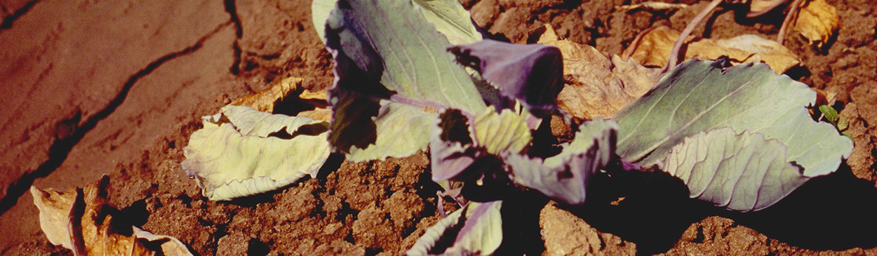 Leaf wilting and plant collapse in cabbage caused by Fusarium yellows, Fusarium oxysporum f.sp. conglutinans.