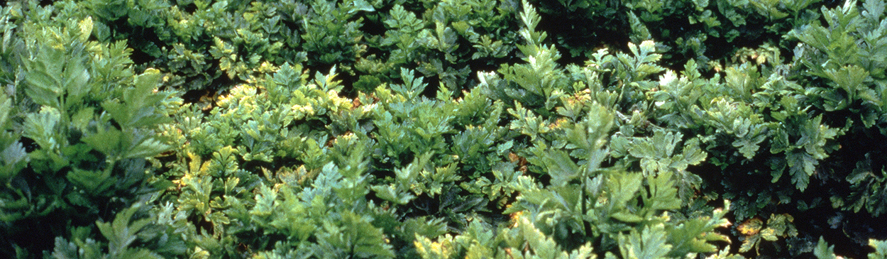 A field of mature celery with a group of undersized plants with chlorotic leaves due to Fusarium yellows, <i>Fusarium oxysporum</i> f. sp. <i>apii</i>.