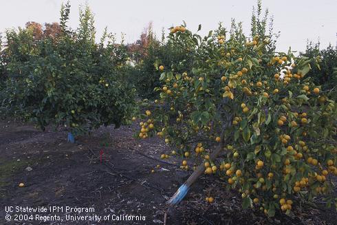 Lemon tree with yellow foliage and unusually abundant fruit fallen over from dry root rot, caused by <I>Fusarium solani.</I> .