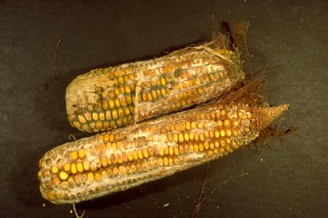 Mycelia covering corn ears infected with Fusarium ear rot.