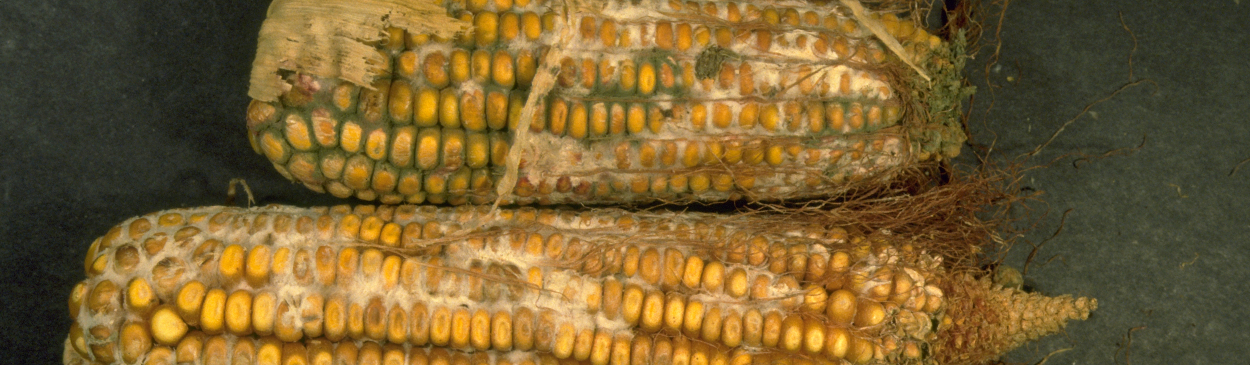 Mycelia covering corn ears infected with Fusarium ear rot.