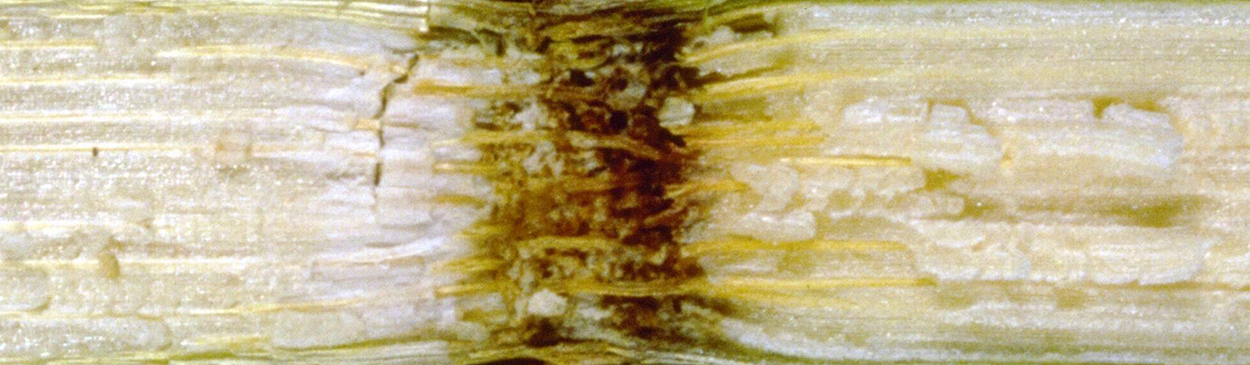 Corn stem with discolored and disintegrating pith due to Fusarium stalk rot, <i>Fusarium verticillioides</i>.