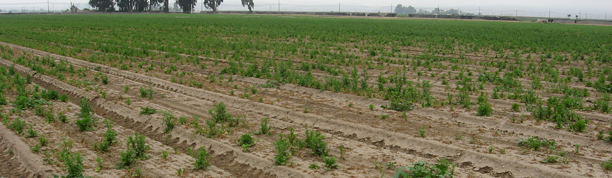 Stunting, yellowing, collapse, and death of cilantro plants are symptoms of Fusarium wilt, caused by Fusarium oxysporum f. sp. corianderii