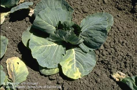 Yellowing of lower cabbage leaves caused by Fusarium.