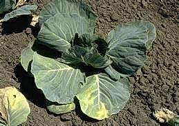 Fusarium yellows of cabbage