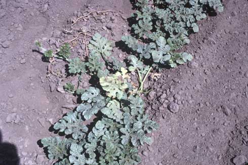 Fusarium wilt caused by <i>Fusarium oxysporum</i> f. sp. <i>niveum</i> in watermelon can cause yellowing and wilting of one runner or one side of the plant.