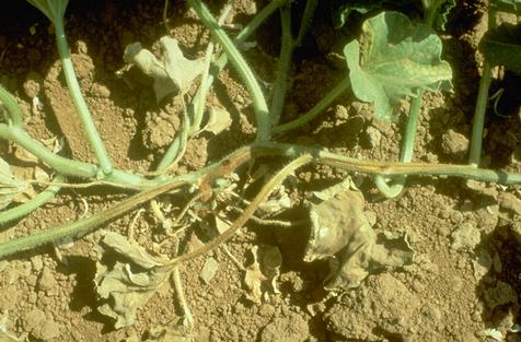 Dark vascular discoloration of Fusarium wilt on Cantaloupe.