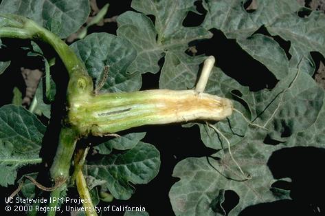 Dark vascular discoloration of Fusarium wilt on watermelon.