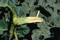 Brown vascular discoloration in the crown of a watermelon plant caused by the Fusarium wilt pathogen.