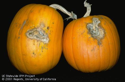 Lesions on pumpkin caused by Fusarium wilt.