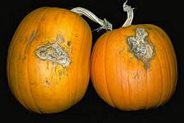 Pumpkins infected with Fusarium solani