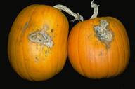 Lesions on pumpkin caused by the Fusarium crown and foot rot pathogen.