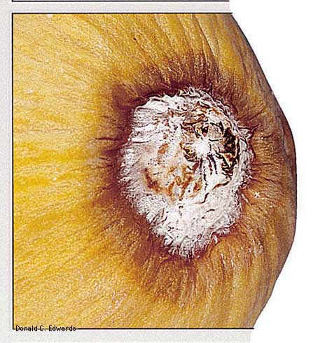 Lesions on casaba caused by the Fusarium crown and foot rot pathogen, <i>Fusarium solani</i> f. sp. <i>cucurbitae.</i>.