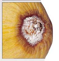 Lesions on casaba caused by the Fusarium crown and foot rot pathogen, Fusarium solani f. sp. cucurbitae.