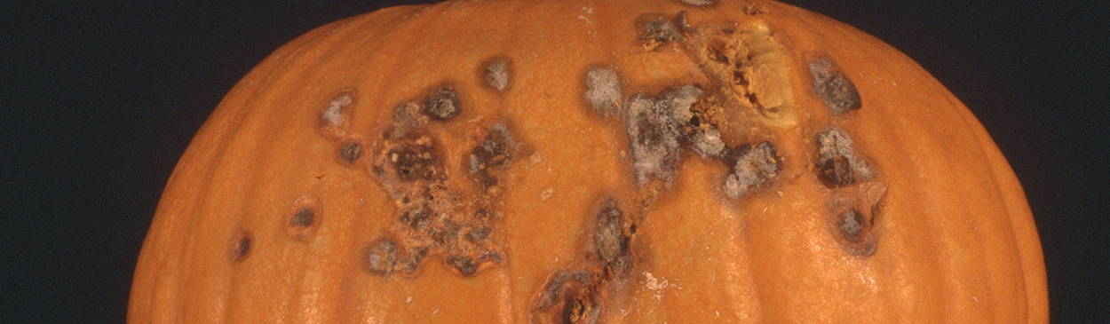 Blackish and gray, sunken lesions on rind of a mature pumpkin caused by the Fusarium crown and foot rot pathogen, <i>Fusarium solani</i> f. sp. <i>cucurbitae</i>.