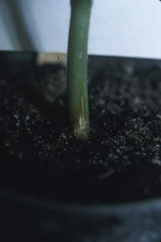 Seedlings infected with <i>Fusariun solani</i> develop stem lesions at the soil line.