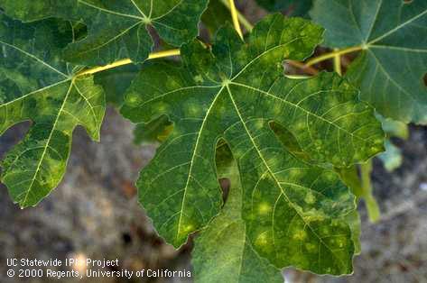 Mosaic patterns of fig virus on fig leaves.