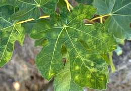 Yellow mottling (mosaic) of leaves with Fig mosaic virus.