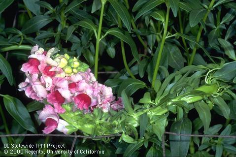 Stem and blossoms damaged by fasciation.