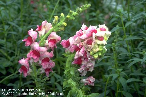 Stem and blossoms damaged by fasciation.